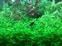 春瑞黑殼蝦水族箱水草缸清潔除藻工具淡水觀(guān)賞蝦大和藻蝦寵物活體飼料 藍寶石蝦10只+2只抵損耗 曬單實(shí)拍圖