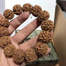 今夕 尼泊爾金剛菩提手串五瓣爆肉原籽5瓣紅皮黃皮矮樁雙龍紋收藏級佛珠念珠手釧男文玩禮品飾品【把玩級】 精品雙龍紋 爆肉18-19mm13顆+1顆備籽 曬單實(shí)拍圖