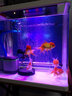 藍寶 魚(yú)缸氣泡條瀑布式氧氣泵氣泡石盤(pán)水族箱氣泡管增氧泵沙頭散氣條 曬單實(shí)拍圖