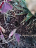 霆環(huán) 室外庭院易種鳳仙花種子四季種易活指甲花種子花籽鳳仙透骨草園林綠化耐熱花卉陽臺花園盆栽花草 鳳仙花 半斤 曬單實拍圖