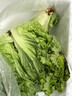 桃李村【順豐】羅莎綠生菜 綠蘿莎花葉生菜 新鮮蔬菜沙拉食材 500g 曬單實拍圖