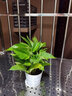 綠蘿盆栽植物花卉水培吊蘭觀花綠植室內(nèi)大葉長(zhǎng)藤清新空氣大綠籮 綠蘿+白色螺紋盆 曬單實(shí)拍圖