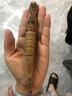恒舜斑節蝦特大號九節蝦新鮮花蝦竹節蝦鮮活海鮮類(lèi)基圍蝦大蝦海蝦鮮蝦 一斤裝（收到請及時(shí)冷凍保存） 1斤(凈重)  10-12只/斤（中號） 曬單實(shí)拍圖