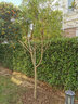 磊運無(wú)核柿子樹(shù)苗 嫁接果樹(shù)苗庭院陽(yáng)臺種植南方北方種植當年結果 15年苗(別墅專(zhuān)用) 81cm(含)-110cm(含) 曬單實(shí)拍圖