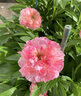 芍藥芽根帶芽芍藥根塊多年生芍藥花苗洛陽(yáng)牡丹花苗當年開(kāi)花 日央 不含盆 曬單實(shí)拍圖
