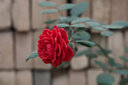 適馬（SIGMA）56mm F1.4 DC DN  Contemporary系列 半畫幅微單鏡頭 黑色 M4/3卡口 曬單實(shí)拍圖