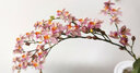 劉閣蘭花5色文心蘭 水培文心蘭帶懶人花盆發(fā)貨現帶花苞夢(mèng)香蘭迷你室內花卉 黃色帶5支生花劍，帶懶人盆 曬單實(shí)拍圖