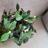盆栽茶花苗 四季香妃茶花盆栽帶花苞濃香型庭院室內(nèi)好養(yǎng)五色赤丹樹(shù)苗花卉植物 紅赤丹 3年苗明年開(kāi)花 曬單實(shí)拍圖