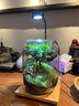 創(chuàng  )意苔蘚微景觀(guān)生態(tài)瓶室內桌面綠植悶養盆栽趣味可養魚(yú)生態(tài)缸禮物 漁夫釣魚(yú)（成品種好） 曬單實(shí)拍圖