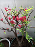 花e流長(cháng)壽冠海棠盆栽盆景梅花樹(shù)樁重瓣紅花海棠花紅梅樹(shù)苗耐寒植物 6年長(cháng)壽海棠 曬單實(shí)拍圖