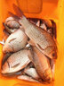 溪山韻水成品魚鉤綁好成品子線雙鉤金袖金海夕秋田狐伊豆野釣大小魚通殺 金袖有刺10副1板 6號鉤 曬單實(shí)拍圖