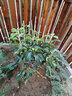 春花妙意蘋(píng)果苗矮化盆栽南方北方種植庭院陽(yáng)臺(tái)盆景嫁接紅富士蘋(píng)果樹(shù)苗9年苗造型優(yōu)美(帶果發(fā)貨)40cm(含)-50cm(不含) 曬單實(shí)拍圖
