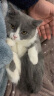 ROYAL CANIN 皇家猫粮  全价粮 营养猫粮 怀孕母猫小猫 4-12月龄 K36幼猫猫粮 2kg 实拍图