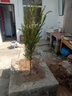 正宗南方紅豆杉大樹苗綠植地栽盆栽綠化別墅庭院室內(nèi)種紅豆杉樹苗 30到50高度裸根苗 不含盆 曬單實(shí)拍圖