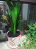 歐悟【含盆含土】君子蘭花苗盆栽室內客廳綠植花卉 當年開(kāi)花植物盆景 國紅 當年開(kāi)花13-16片含盆含土 曬單實(shí)拍圖