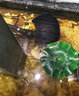 森森（SUNSUN）園林魚(yú)池防堵抽水泵大流量打水泵池塘過(guò)濾倉水循環(huán)潛水泵CFP-8000 CFP-10000 155瓦魚(yú)池防堵水泵 曬單實(shí)拍圖