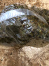 嘉瑰水養植物浮萍水草葫蘆養龜魚(yú)蝦水芙蓉水面漂浮水生植物魚(yú)缸四季凈 葫蘆1棵+水芙蓉1棵+浮萍100朵 曬單實(shí)拍圖