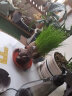 嘉瑰长草娃娃浇水草头娃娃可爱迷你植物小盆栽幼儿园儿童创意礼物水培 猫（2件）+托盘 实拍图