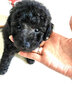 蒂瑞科純種泰迪犬幼犬灰色長(cháng)不大的小型犬活體泰迪幼犬寵物活體 血統級 曬單實(shí)拍圖