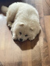 本秋薩摩耶犬幼犬寵物狗活體 純種雙血統(tǒng)薩摩熊版狼版 薩摩耶狗子幼崽 寵物級 母 曬單實拍圖