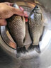 晚漁 海桿5付防纏繞鉤大力馬串鉤釣魚組串鉤線組鉛墜伊勢尼魚套裝拋竿五個鈴鐺五個鉛墜 伊勢尼5付+鈴鐺5個+20克鉛墜5個 10號伊勢尼魚鉤 曬單實拍圖