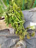 壽禾 傳家寶牛排番茄種子大番茄老品種菜四季冬春季壽光菜種籽 巨型牛排番茄苗 12棵 曬單實(shí)拍圖