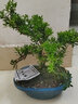 嗨綠黃楊老樁盆景樹苗雀舌皺皮造型小葉盆栽綠植室內(nèi)客廳好養(yǎng)樹樁植物 簡裝原盆精品老樁黃楊 曬單實(shí)拍圖