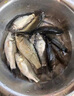 AFW爆炸鉤伊勢尼有倒刺魚鉤拋竿海竿防纏繞盒裝套裝漁具進用口品 有膠管上黑鉤7號（4組） 曬單實拍圖