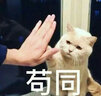 準(zhǔn)者籃球站位運(yùn)動(dòng)T恤男個(gè)性短袖速干健身跑步訓(xùn)練棉透氣【快速】 白色(PG控球后衛(wèi)) M 175 曬單實(shí)拍圖