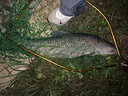 希格曼巨魚大物魚線柔軟原絲巨物線強(qiáng)拉力尼龍線青鱘魚專用釣魚線漁線 50米 巨魚A40主線【】 20號(hào) 曬單實(shí)拍圖