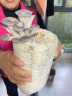 禹知蔬蘑菇种植包平菇菌包家庭种香菇菌种菌菇种子椴木棒可食用菌种包 纯白平菇菌包 1个约2斤 实拍图