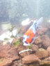 獅灣 錦鯉魚(yú)活體日本純種錦鯉魚(yú)苗昭和白寫(xiě)錦鯉魚(yú)觀(guān)賞魚(yú)紅白丹頂大正 昭和錦鯉一條 8-10cm 曬單實(shí)拍圖
