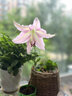 疏影暗香 百合花種球 帶芽香水百合種球 四季花卉好養(yǎng)易活盆栽室內濃香 白色百合+花瓣盆+土 1份 曬單實拍圖
