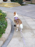MOEPIE狗鞋軟底不掉中大型犬鞋子邊牧金毛靈緹防臟狗狗長(cháng)筒鞋套冬季狗鞋 黑色（4只裝） 3號（鞋內寬4.5cm） 曬單實(shí)拍圖