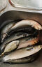 萬(wàn)聚王烏頭魚(yú)專(zhuān)用餌料鯔魚(yú)小藥大師方塊餌黑黃鯛魚(yú)黑坑打窩料顆粒誘魚(yú)劑 一瓶裝【海釣專(zhuān)用】鯔魚(yú)烏頭克星 曬單實(shí)拍圖