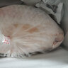 中心忠味中山脆鯇魚 脆肉皖魚 廣東脆魚片 新鮮脆肉魚 香脆魚火鍋食材 整條12斤(現(xiàn)殺分割后發(fā)貨約9斤) 曬單實(shí)拍圖
