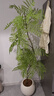 未歐仿真綠植藍(lán)花楹室內(nèi)盆栽大型仿生植物假樹輕奢客廳裝飾品落地擺件 加密款藍(lán)花楹+圓球花盆 160cm 曬單實拍圖