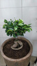 綠有意大榕樹(shù)盆景辦公室內桌面客廳綠植花卉四季常青小榕樹(shù)盆栽易活植物 大號30-40厘米高 不含盆 曬單實(shí)拍圖