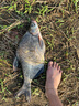 佳釣尼（JIADIAONI）橙小白釣魚(yú)傘2024新拐杖大釣傘手杖雨傘防暴雨款防曬遮陽(yáng)傘 曬單實(shí)拍圖