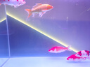 海童錦鯉飼料魚食金魚專用魚飼料蝴蝶鯉魚糧增色增艷增體增肥上浮魚糧 育成6#500g(適合25cm以上錦鯉) 曬單實拍圖