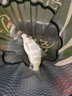 叮當魚(yú)碳素抄網(wǎng)U型防轉定位伸縮加粗競技抄魚(yú)竿輕硬撈魚(yú) 專(zhuān)利U型防轉抄網(wǎng)桿【2.7m】帶防轉頭 曬單實(shí)拍圖
