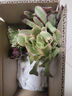 綠絲絳多肉植物黑法師多頭銅壺法師老樁多頭特價(jià)基地直發(fā) 【新手入】隨機4棵單頭法師 曬單實(shí)拍圖