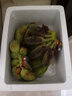 蘋果蕉 香蕉 蘋果蛋蕉 新鮮水果小米蕉粉蕉芭蕉 9斤 曬單實拍圖