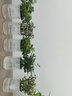 聽雪樓綠植發(fā)財樹擺件盆栽植物室內(nèi)小盆景辦公室桌面客廳花卉盆栽盆景 【3盆】梔子花+九里香+金枝玉葉 含盆 曬單實拍圖
