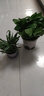 開(kāi)時(shí)果 金邊吊蘭盆栽懶人好養活植物 室內桌面好養耐陰垂吊陽(yáng)臺綠植花卉 【小苗】吊蘭1盆/15-25cm-白色簡(jiǎn)易盆 曬單實(shí)拍圖
