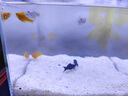 瘋狂石頭寄居蟹專用沙新菲律賓沙墊材魚缸造景沙子白細(xì)貝殼沙天然飼養(yǎng)底砂 寄居蟹專用沙【2斤】顆粒：2-6mm左右 曬單實(shí)拍圖