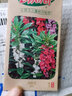 虹越 花卉種子萌吖吖春夏播系列花園庭院造景觀(guān)賞型花種 鳳仙花 重瓣混色 曬單實(shí)拍圖