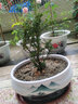 語(yǔ)墨羅漢松盆景樹(shù)苗正宗雀舌紅芽黑珍珠小葉羅漢松樹(shù)苗小米葉盆栽 正宗小米葉移植4年帶土球 不含盆 曬單實(shí)拍圖