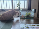 西游水族魚(yú)缸造景全套熱彎玻璃缸客廳小型桌面免換水生態(tài)草缸迷你金魚(yú)缸 長(cháng)35*寬20*高22-叢林款造景全套 曬單實(shí)拍圖