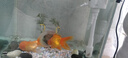 金利佳（Jeneca）魚缸過濾器三合一吸水泵濾盒水族箱上濾上置循環(huán)過濾槽壁掛增氧 【中號白色五件套】適長43-54cm 曬單實(shí)拍圖